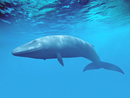 Saving blue whales