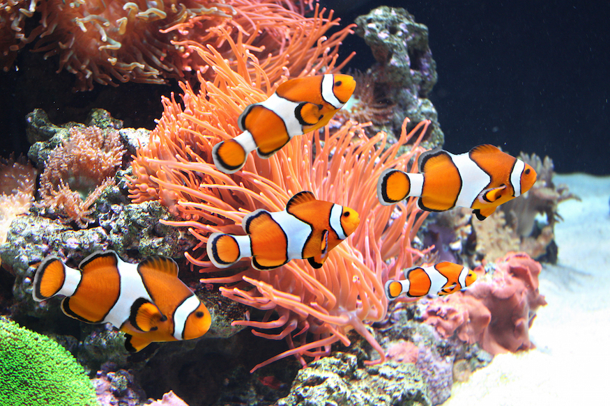 Clownfish amongst Coral Reefs