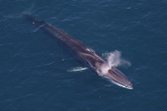 The Fin Whale is an endangered species.