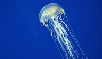 Jellyfish (also known as jellies or sea jellies or medusozoa) are free-swimming members of the phylum Cnidaria. 