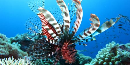 Maldives Underwater Sea Life
