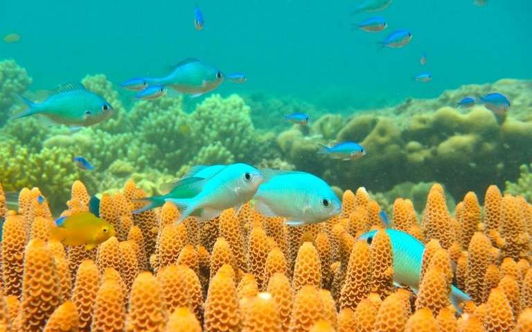 Underwater Sea Life