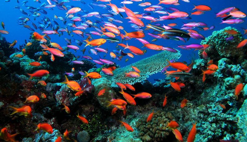 The Great Barrier