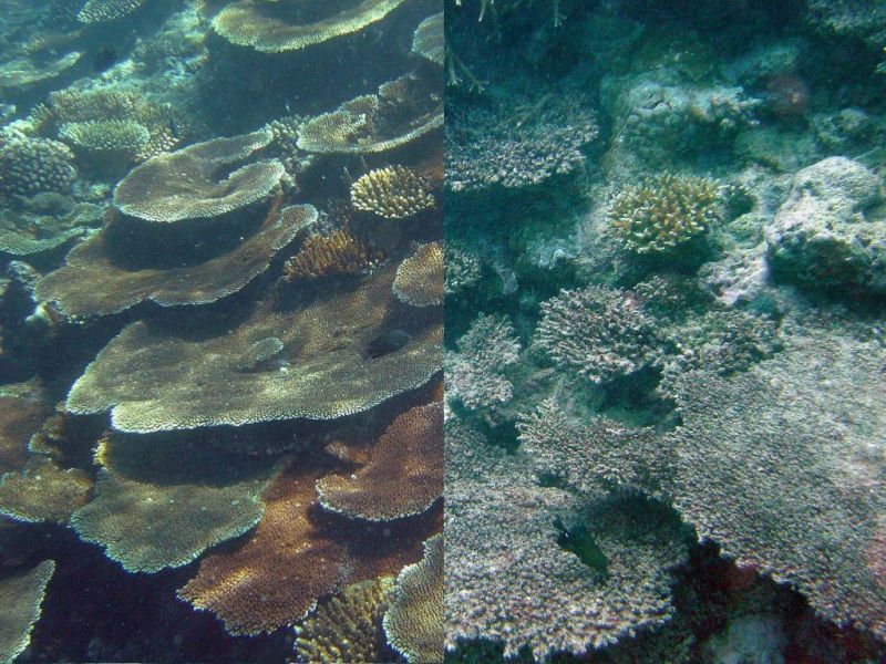 Ocean Acidification