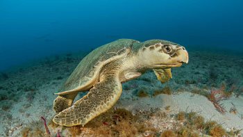 Kemp’s Ridley Sea Turtle