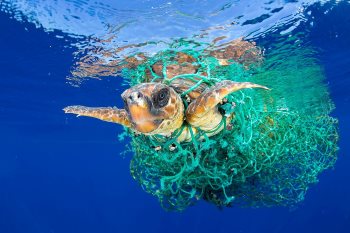A turtle stuck in plastic