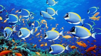 Sea Wildlife