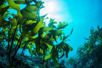 Extracts from seaweeds are used in many products, including in shampoo, toothpaste, cosmetics and medicines, and in foods. 