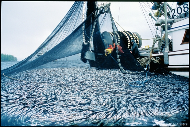 Wild Fisheries